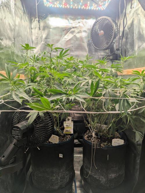 Grow Nr.2. Week 10