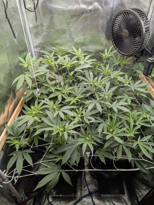 Grow Nr.2. Week 10