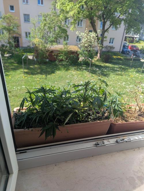 Fensterbank Projekt. Week 8