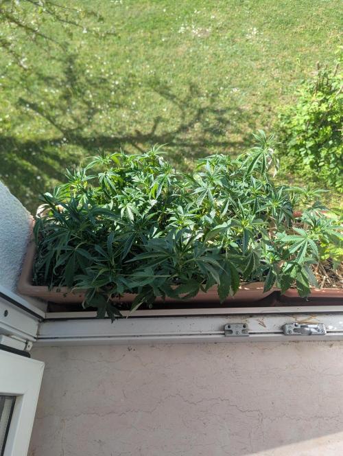 Fensterbank Projekt. Week 8