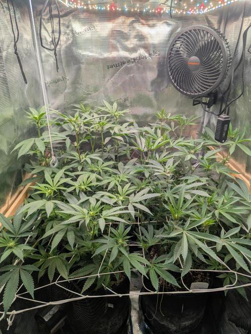 Grow Nr.2. Week 10
