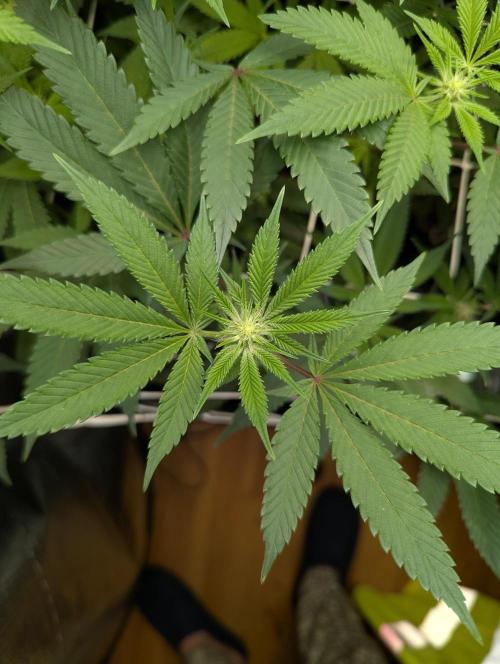 Grow Nr.2. Week 10 - Rs11x Banana OG 