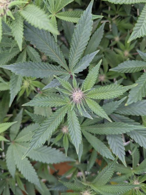 Grow Nr.2. Week 10 - Runz Muffin 