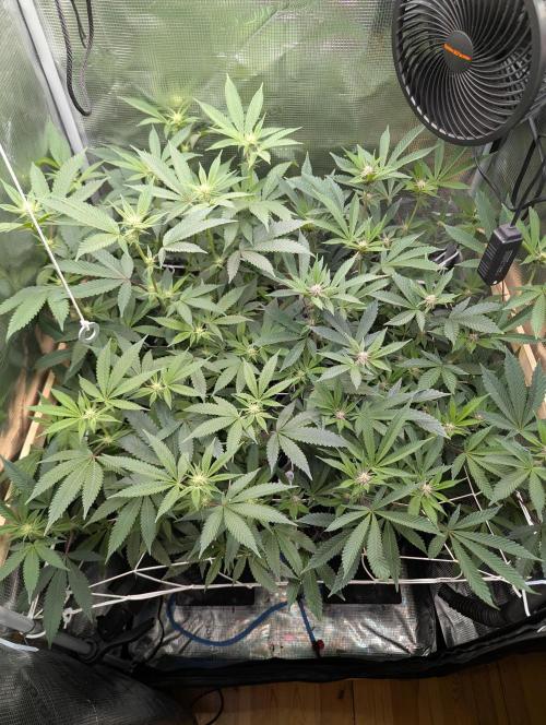 Grow Nr.2. Week 10