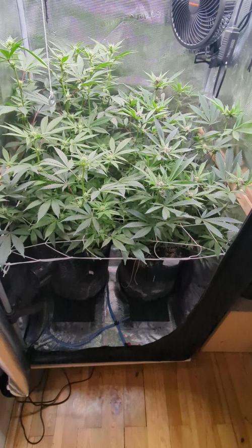 Grow Nr.2