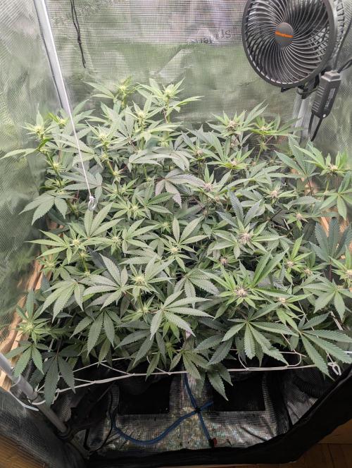 Grow Nr.2. Week 11