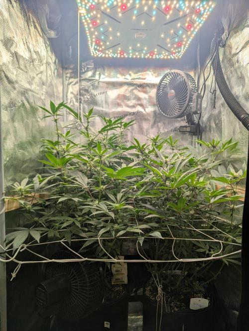 Grow Nr.2. Week 11
