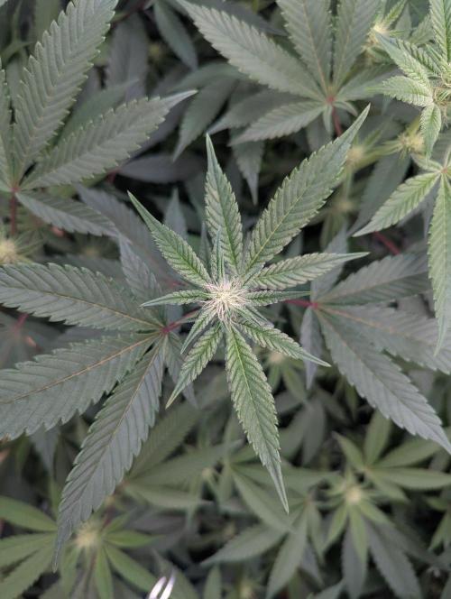 Grow Nr.2. Week 11