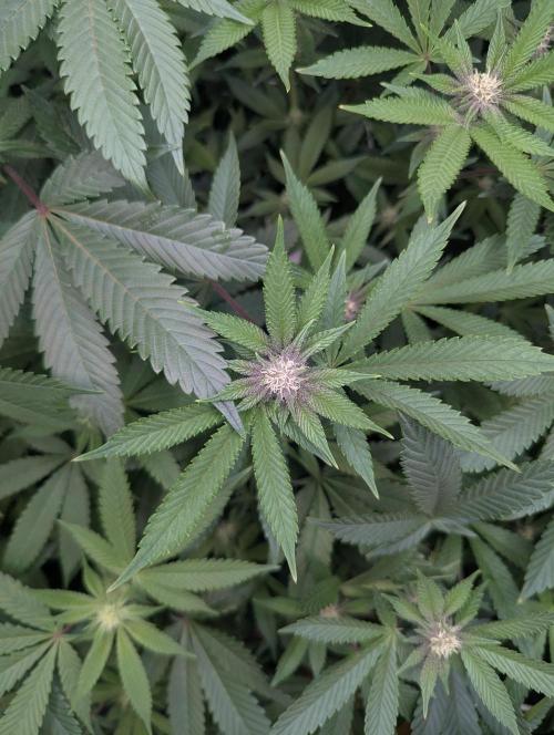 Grow Nr.2. Week 11