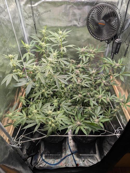 Grow Nr.2. Week 11