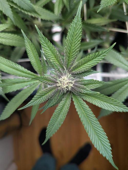 Grow Nr.2. Week 11