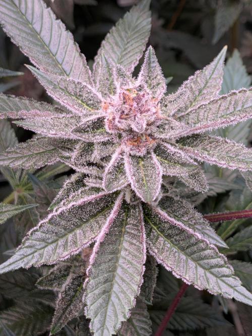Grow Nr.2. Week 14