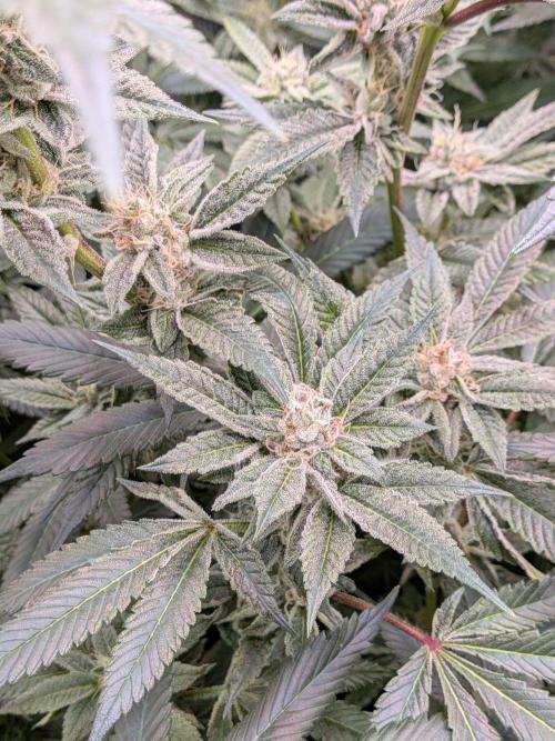 Grow Nr.2. Week 14
