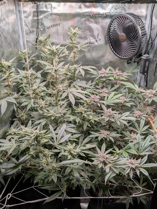 Grow Nr.2. Week 14