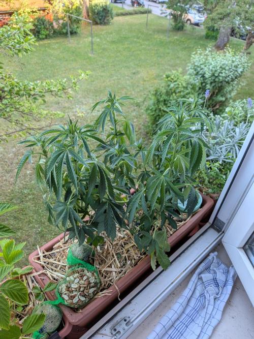 Fensterbank Projekt. Week 11