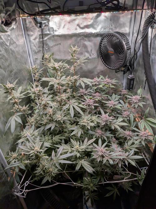 Grow Nr.2. Week 15