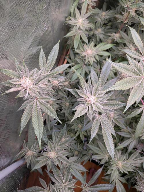 Grow Nr.2. Week 15