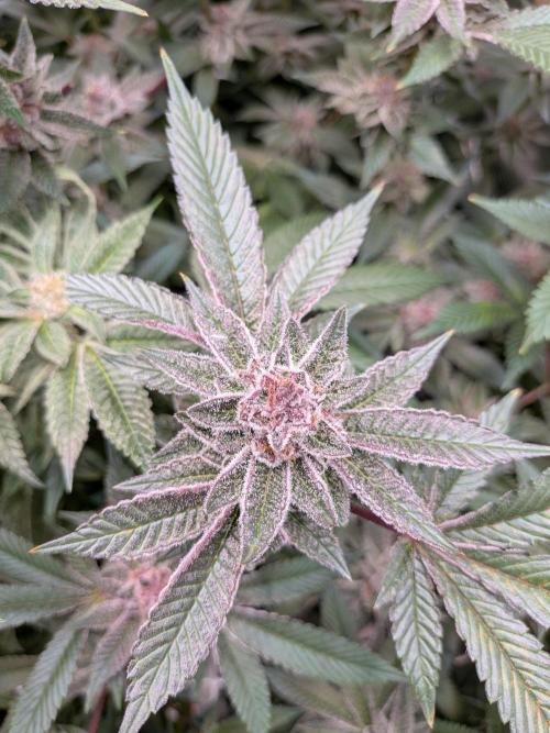 Grow Nr.2. Week 15