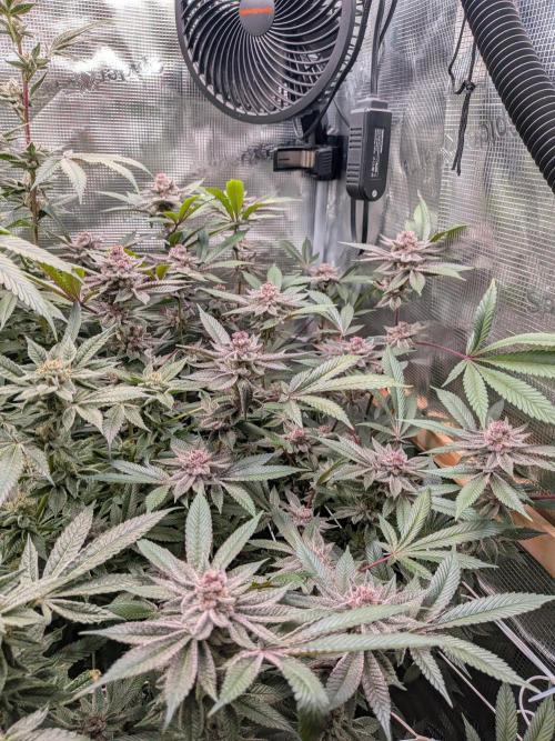Grow Nr.2. Week 15