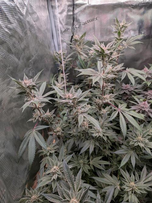 Grow Nr.2. Week 15