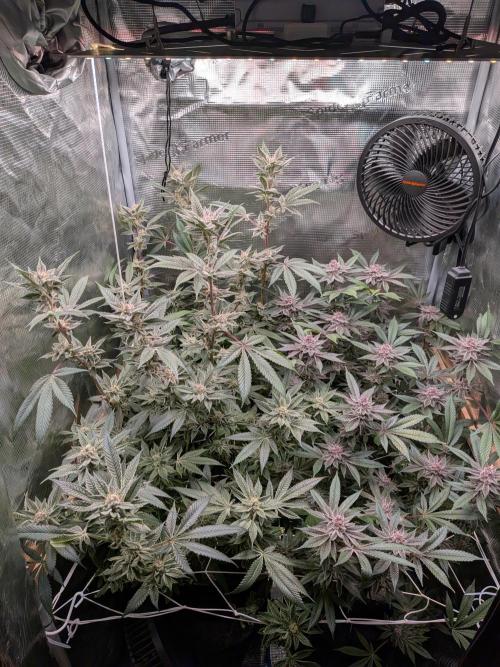 Grow Nr.2. Week 15
