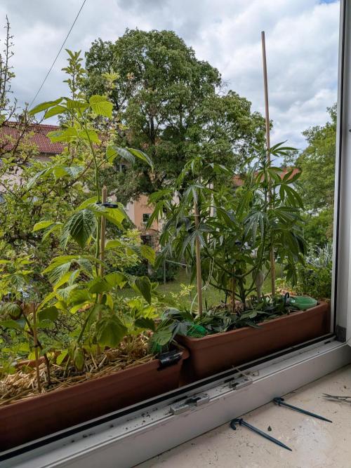 Fensterbank Projekt. Week 12