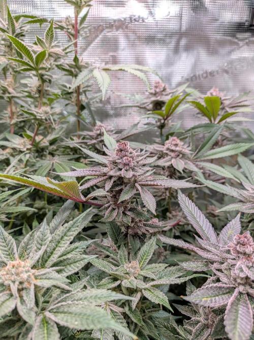 Grow Nr.2. Week 16