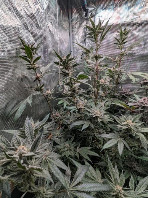Grow Nr.2. Week 16