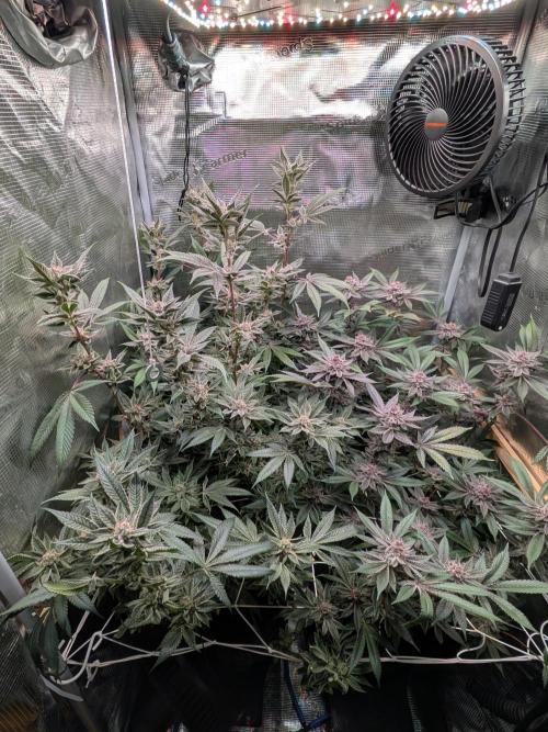 Grow Nr.2. Week 16