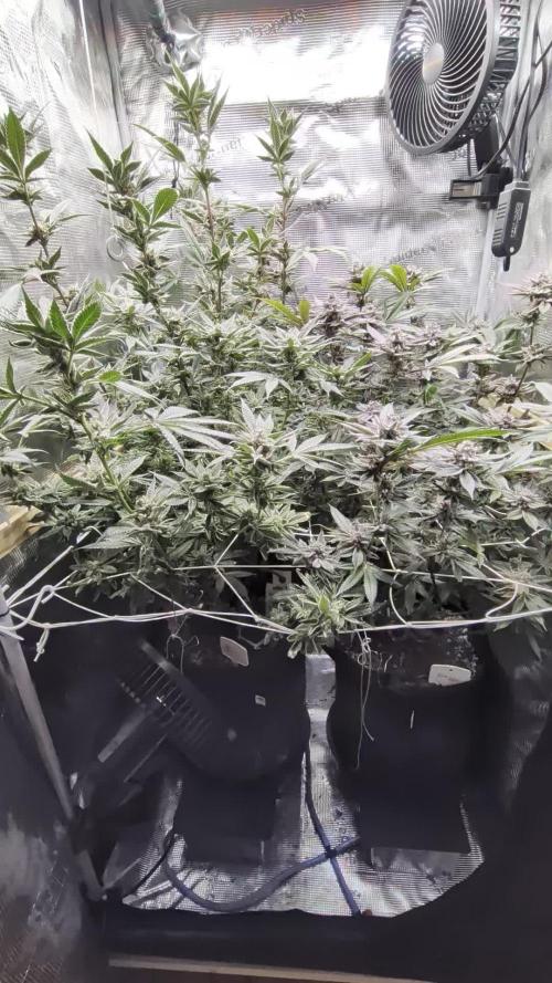 Grow Nr.2