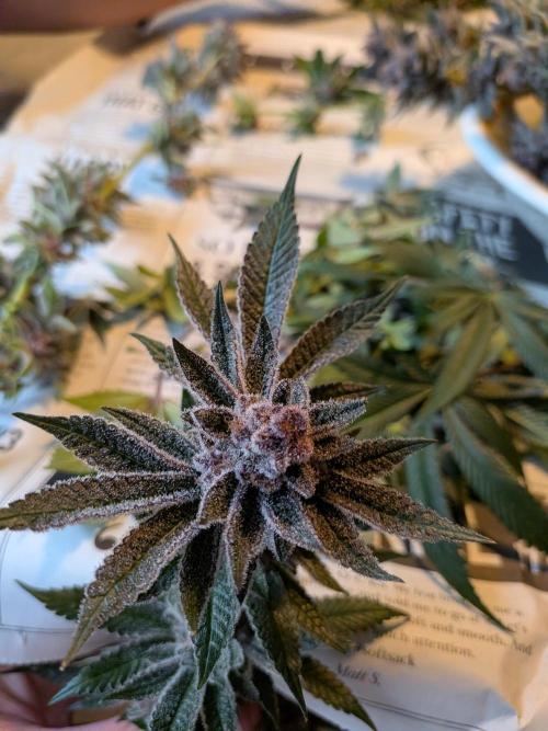 Grow Nr.2. Week 17