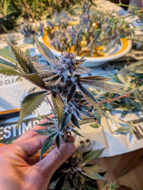 Grow Nr.2. Week 17