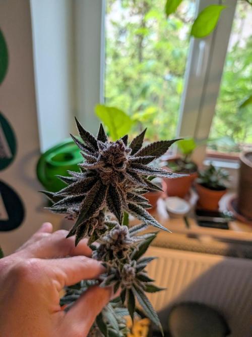 Grow Nr.2. Week 17