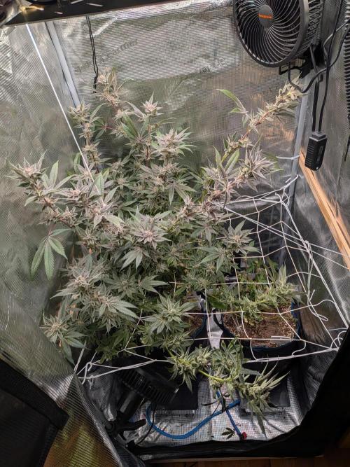 Grow Nr.2. Week 16