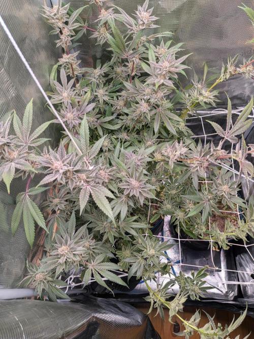 Grow Nr.2. Week 16