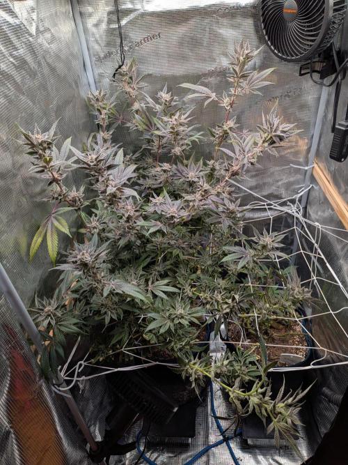 Grow Nr.2. Week 17