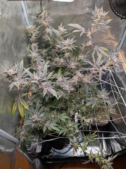 Grow Nr.2. Week 17