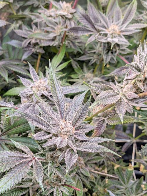 Grow Nr.2. Week 17