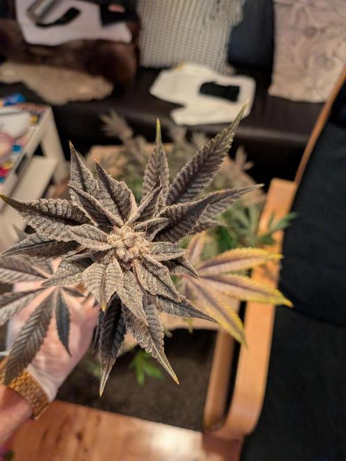 Grow Nr.2. Week 18