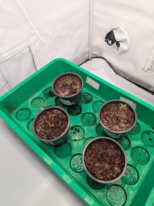 Grow Nr.4. Week 0