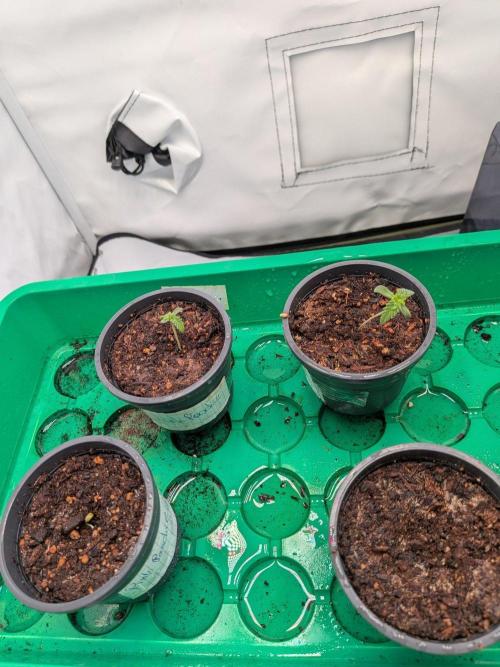 Grow Nr.4. Week 0