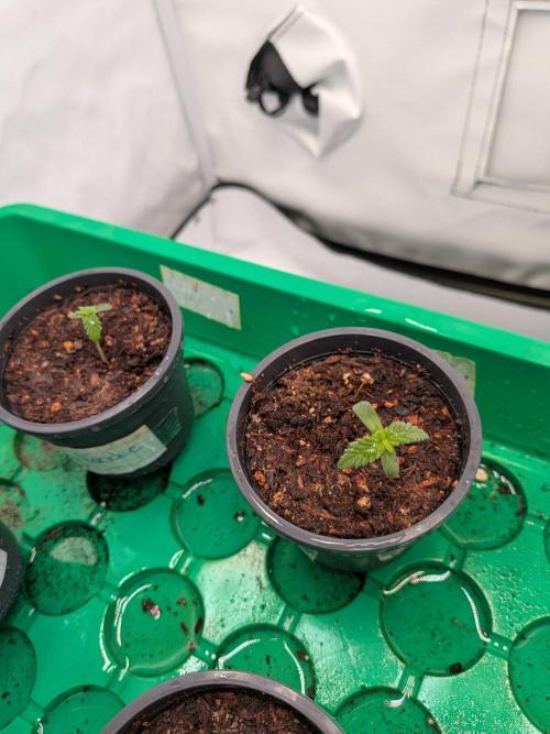 Grow Nr.4. Week 0