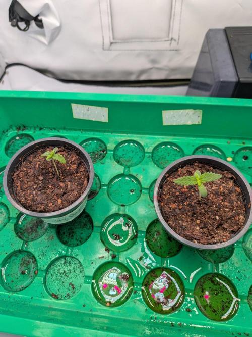 Grow Nr.4. Week 0