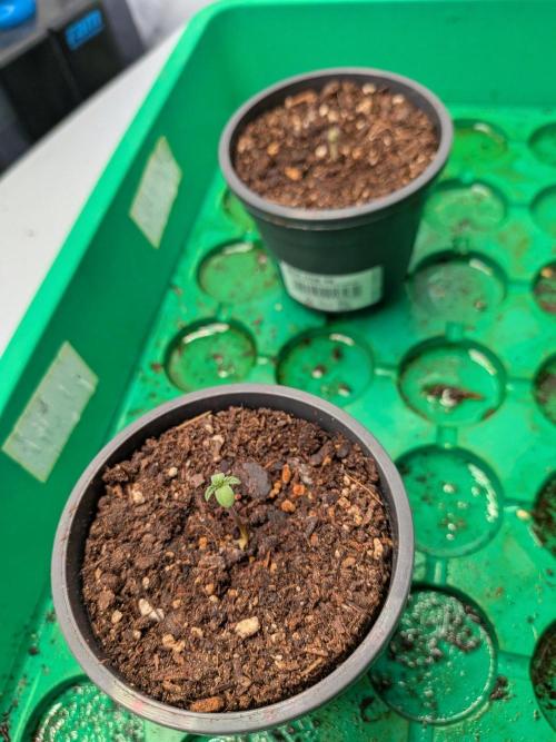 Grow Nr.4. Week 0