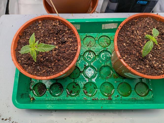 Grow Nr.4. Week 0