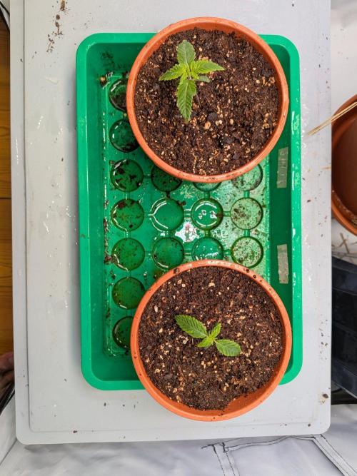 Grow Nr.4. Week 0