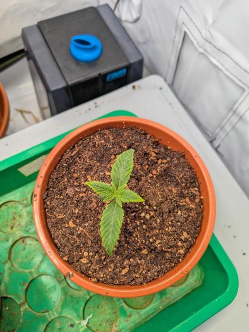 Grow Nr.4. Week 1