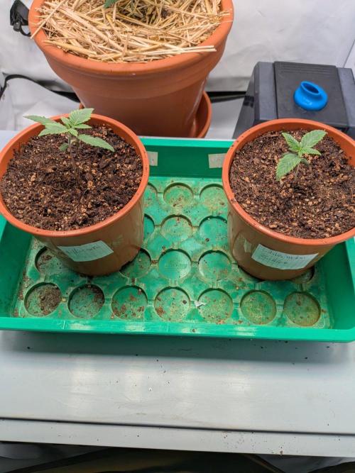 Grow Nr.4. Week 1