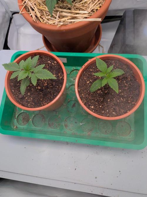 Grow Nr.4. Week 1