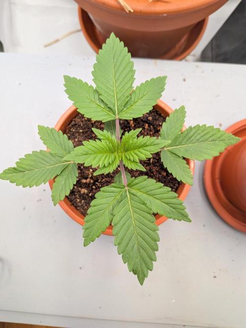 Grow Nr.4. Week 2